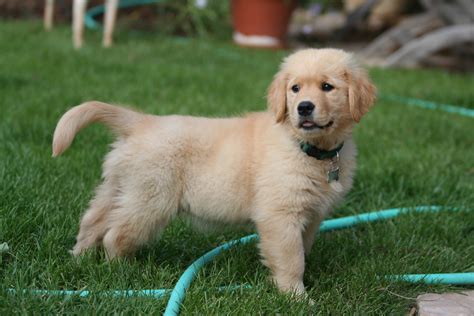  While it may be tempting to choose the cheapest option when buying a Golden Retriever, doing so can lead to additional expenses down the line if the puppy develops health problems that require expensive medical treatment